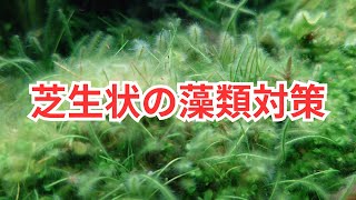 【水草水槽で増えるやつ】芝生状の藻類対策を解説！