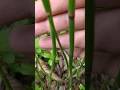 Horsetail plant propagated in water and soil