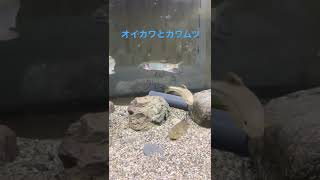 渓流水槽　オイカワとカワムツ　Mountain stream aquarium