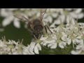 How to make a pollinator patch