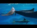 【 野生のイルカと泳ぐ 】世界自然遺産・小笠原諸島【 swim with wild dolphins 】world natural heritage・the bonin islands