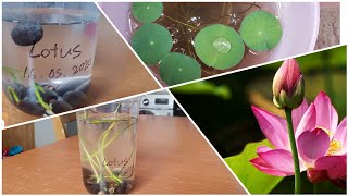 How to grow Lotus in few days 荷花种法 ការបណ្តុះគ្រាប់ផ្កាឈូក #lotus #seeds #plant | LYNY Home \u0026 Garden