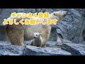 ホッキョクグマの採血トレーニング【豪太】