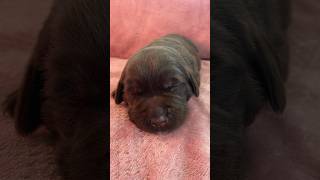 Molly’s Chocolate Lab Puppies #labpuppies #puppy