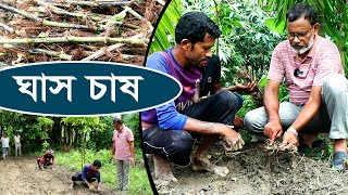 1085-এবার ঘাস লাগানোর সঠিক নিয়ম জেনেনিন -র.ই মানিক চিত্রপুরী । R.I.Manik.Chitrapuri Krishichitra