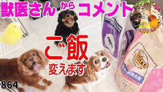 動物病院の獣医さんオススメ！キャバリア犬のご飯変えました♪ 多頭飼い、ニュートロへ♪動画864