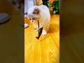 British shorthair cats vs Krayfish #ytshorts #viral #trending #comedy