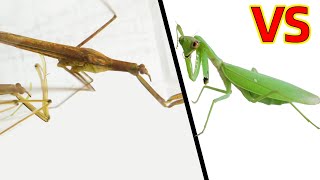 Broken arm mantis VS Water mantis, what will happen?