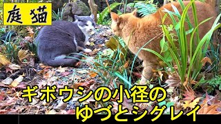 【庭猫】ギボウシの小径のゆづとシグレイ