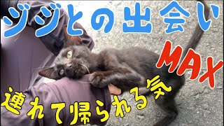 [保護猫ジジ] 怪我をした子猫を緊急保護　I adopted a shelter cat.