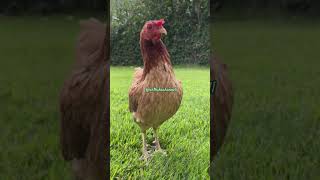 இன்னைக்கு சோத்துல நரகத்தை காட்ட போறா 🐓🐔 #funny_chicken #kozhi_koothugal #funny #comedy #shorts 😅😂🤣