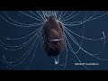 first footage of deep sea anglerfish pair