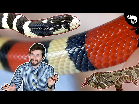 What is the old saying about coral snakes?