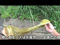 結果的にブラックバスを釣って食う【小バスの特盛フライ】