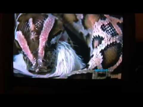 Python Eats Alligator Youtube