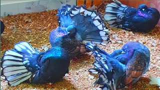 beautiful american fantail pigeons | pigeon videos | pigeon sounds to attract pigeons