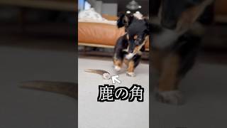 愛犬に鹿の角あげたらテレビ下に隠した！