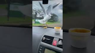 He is now the seagull's public enemy number one 😤🎥 TikTok_hughmungus699669 via @contentbible #shorts