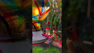 Male hummingbird take his seat on feeder #asmr #nature #ambience