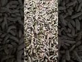 1kg of bsf larvae gives how many kg pre pupa bsflarva bsfprepupa blacksoldierflyfarming bsf