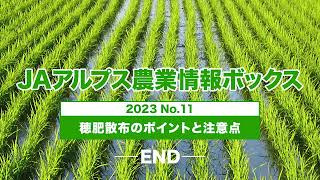 JAアルプス農業情報ボックス2023 NO.11　穂肥散布のポイントと注意点