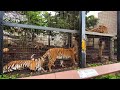 【旭山動物園】圧倒的存在感！4頭勢ぞろいでゴロゴロ♪アムールトラ親子 asahiyama zoo three amur tiger cubs and their mother zaria.