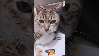 【動画です】ただ、猫と3月4週目の動画2#shorts＃EXILENESMITH＃猫＃cat＃年末年始