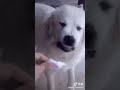 这狗狗眼代表龚俊的搞笑的脸上真的太像了 this dog is presenting of gong jun facial expressions