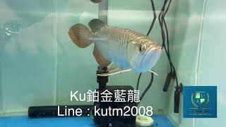 「Ku龍魚」Ku鉑金藍龍/頂級精品龍魚/金頭藍底過背金龍 BEST GOLD AROWANA OF TAIWAN KU