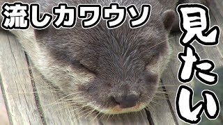 【流れカワウソを見に】市川動植物園に行ってみた