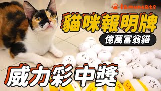 Buy lottery with cat! follow cat choose┃LAMUNCATS ♢