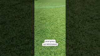 PEARL GRASS FOR SALE... #gardendesign #pearlgrass#lawn