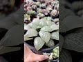 product gallery haworthia cv ‘bling bling’ rennyshaworthia