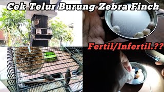 Telur Burung Zebra Finch Fertil Atau Infertil?