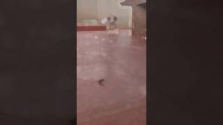 🐕💕 Dog love 🥰✌️ #theppakulam #doglover #Like #virulvideo #virulshorts #share