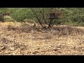 तीतर का शिकार 💞 teetar ka shikar nakam hua 😔 wildlife 🕊️ francolin 💗 hunting 🔥 episode 24