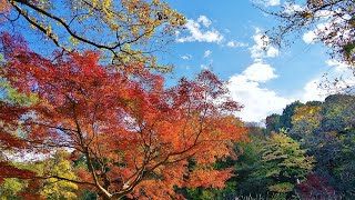 2021 東京　石神井公園　紅葉が見頃です !!