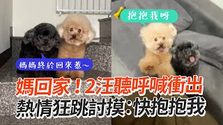 媽回家！2汪聽呼喊衝出　熱情狂跳討摸：快抱抱我