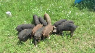 Newly Trained Pigs on Pasture