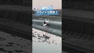 【コウノトリ】鳴門に飛来しているコウノトリさん！近くで見えた♪