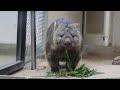 【wombat】ウォンバットのフクちゃん体重測定 五月山動物園