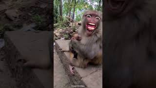 Mamá mono cuidando su Hijo 🐒| Final inesperado 🙊🤣