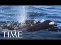 'Grieving' Killer Whale Mother Carries Calf's Body A Week After It Died | TIME