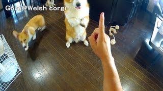 20130921 Part 4 cute corgi puppies, Goro understand handsignal / コーギー子犬 ハンドシグナル