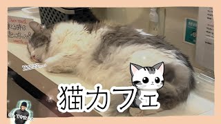 【猫カフェ】　「ねこの木」さんの猫達に癒されてきました