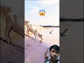 Detik detik menengangkan #animals #cow #camel #automobile #goat #fypシ゚viral #funny #hewan#shortvideo