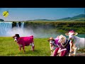 funny cow dance 3 │ cow song u0026 cow videos 2025