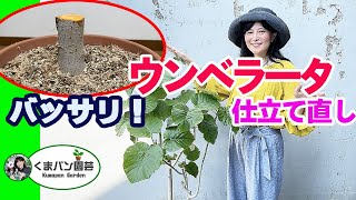 バッサリ！ウンベラータ仕立て直し・取り木後編【くまパン園芸】