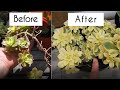 Grow succulents faster with these 3 techniques! Aeonium propagation that works for all succulents