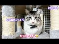 猫小屋で野良生活をしていたボロボロの猫家族　部屋から脱走する子達　早朝から獲物劇　どうにか対策を考えました